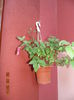 DSC04215