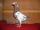 F Meulemans 0841905-2013