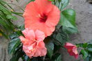 Picture 014