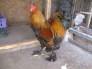 DSCF5603