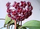Hoya pubicalyx Pink Silver