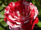 Scentimental Floribunda Rose