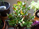 crassula  Hummels sunset