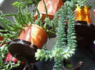 sedum morganianum