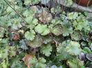 Heuchera