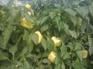 photo0333