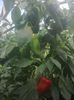 photo0343