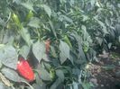 photo0345