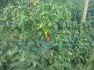 photo0346