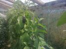photo0347