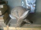 photo0372