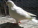 vandut