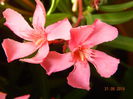 DSCN9338