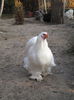 Picture 027