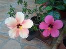 20140831_192239