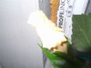 DSCF2031