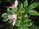 DSCF2061
