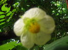 DSCF2215