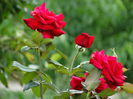 DSC07305
