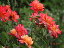 DSC07302