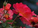 DSC07346