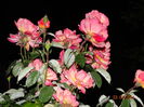 DSC07397