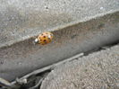 Orange Lady Beetle (2014, Feb.17)