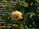 DSCN7826