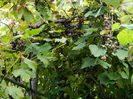 DSCN7838