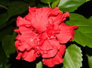 DSCN7879