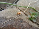 Orange Lady Beetle (2014, Feb.17)