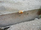 Orange Lady Beetle (2014, Feb.17)