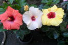 adonicus orange ,adonicus pearl,boreas yelow