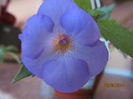 blue temptation