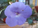 odessa blue-2013