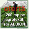 5_oferta_1200_albion