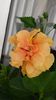 Classic Apricot