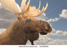 CLAUDIO VILLA-stock-photo-very-nice-rare-closeup-of-a-moose-against-the-sky-51948469