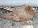 DSCF6875