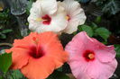 adonicus orange ,adonicus pearl ,adonicus pink