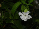 DSCN8011