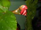 DSCN8021 begonia Aurelia44
