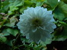 DSCN8023