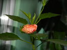 DSCN8031