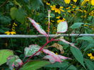 DSCN8032