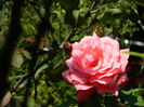 DSCN8036