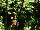 DSCN8038