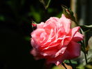 DSCN8046