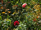 DSCN8061