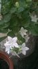 campanula